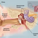 Understanding Ear Infections – the Basics